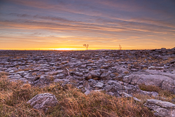 february,golden hour,lone tree,orange,winter,lowland