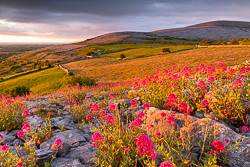 abbey hill,flower,june,spring,sunrise,valerian,golden,hills