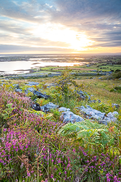 abbey hill,august,flowers,summer,sunrise, hills,heather