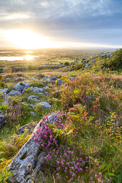 abbey hill,august,flowers,summer,sunrise,portfolio,hills,heather