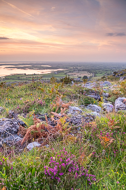 abbey hill,august,flower,heather,summer,twilight,hills,golden