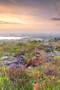 abbey hill,august,flower,heather,summer,twilight,hills,golden