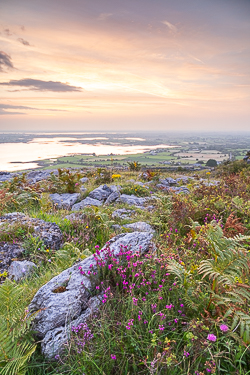 abbey hill,august,flower,heather,summer,sunrise,portfolio,hills,golden