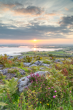 abbey hill,august,flower,heather,summer,twilight,hills,golden