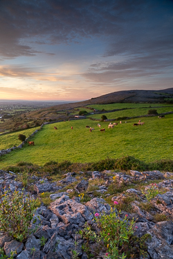 abbey hill,animals,august,cows,rural,summer,sunrise,wall,hills