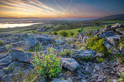 abbey hill,april,flowers,mist,valerian,spring,sunrise,twilight