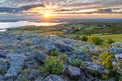 abbey hill,april,golden,hills,spring,sunrise,valerian