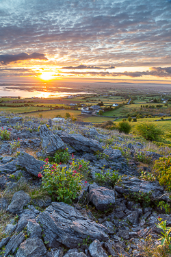 abbey hill,april,golden,hills,spring,sunrise,valerian