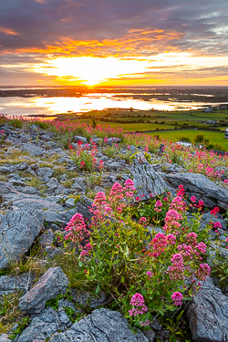 abbey hill,flowers,june,orange,red,spring,twilight,valerian,hills