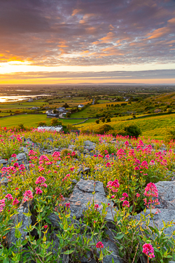 abbey hill,flowers,golden,june,orange,red,spring,sunrise,valerian,hills