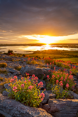 abbey hill,flowers,june,orange,red,spring,twilight,valerian,portfolio,hills,golden