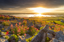 abbey hill,flowers,june,orange,red,spring,sunrise,sunstar,valerian,hills,golden