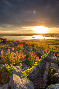 abbey hill,flowers,june,orange,red,spring,sunrise,sunstar,valerian,hills,golden