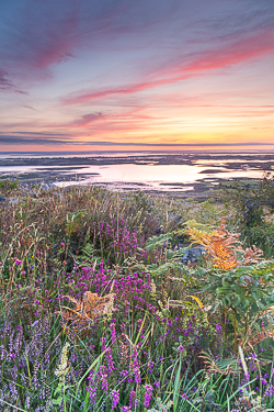 abbey hill,ferns,flower,heather,hills,july,summer,twilight