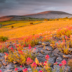 abbey hill,flower,golden,hills,may,spring,square,sunrise