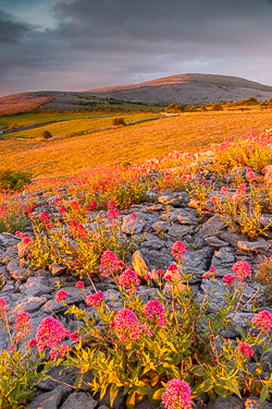 abbey hill,flower,golden,may,spring,sunrise,limited,portfolio