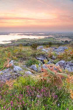 abbey hill,august,flower,heather,summer,twilight,hills,golden