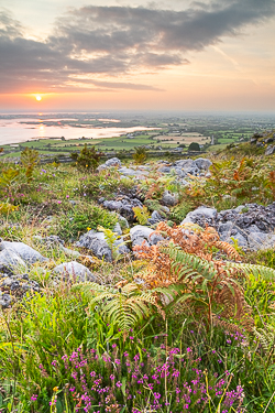 abbey hill,august,flower,heather,summer,twilight,golden,hills