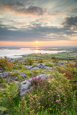 abbey hill,august,flower,heather,summer,hills,golden,portfolio