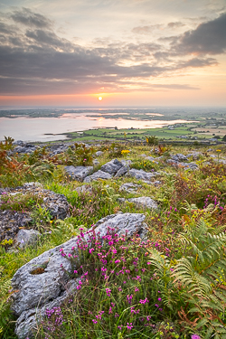 abbey hill,august,flower,heather,hills,summer,sunrise