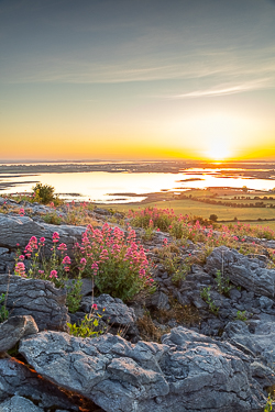 abbey hill,flowers,hills,may,spring,sunrise,valerian