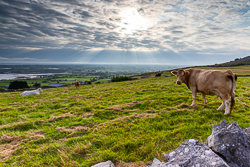 abbey hill,animal,cow,september,summer,sunrise,hills