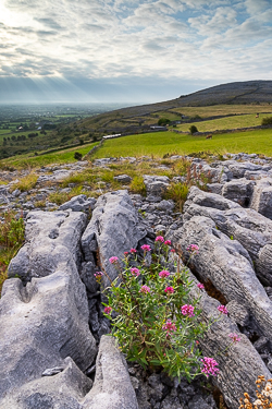 abbey hill,flowers,september,summer,sunrise,valerian,hills