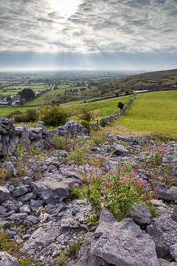 abbey hill,flowers,september,summer,sunrise,valerian,hills