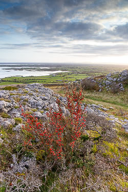 abbey hill,autumn,november,sunrise,hills