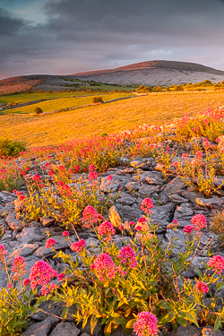 abbey hill,flower,golden,limited,may,spring,sunrise,portfolio,hills,valerian