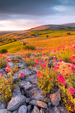 abbey hill,flower,may,spring,sunrise,golden,hills,valerian