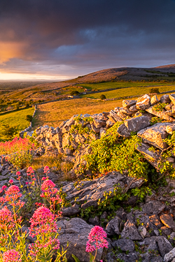 abbey hill,flower,may,spring,sunrise,golden,hills,valerian