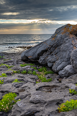 ballyreane,coast,fanore,flowers,july,summer,sunset