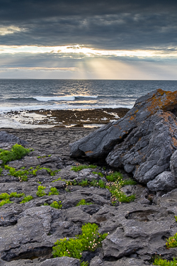 ballyreane,coast,fanore,flowers,july,summer,sunset