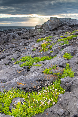 ballyreane,fanore,flowers,july,summer,sunset,coast