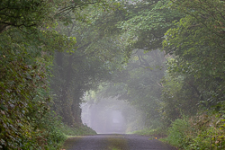 boston,lowland,mist,september,summer,trees
