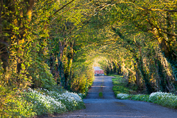 april,boston,flowers,garlic,lane,lowland,spring,trees