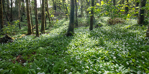 april,coole,flowers,garlic,lowland,panorama,spring,woodland,woods