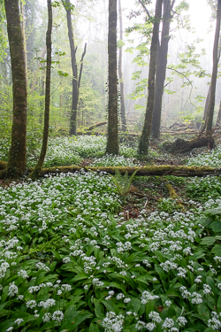 april,coole,flower,garlic,gort,lowland,mist,pick-lowland,spring,woodland