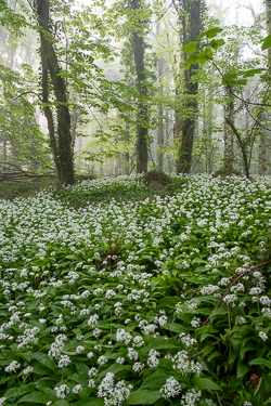 april,coole,flower,garlic,gort,lowland,mist,pick-lowland,spring,woodland