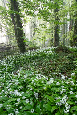 april,coole,flower,garlic,gort,limited,lowland,mist,pick-lowland,portfolio,spring,woodland,monthly-pick