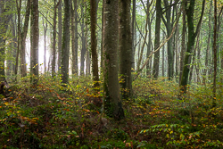 autumn,coole,mist,october,woods,lowland