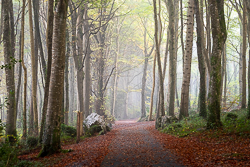 autumn,coole,mist,october,woods,lowland