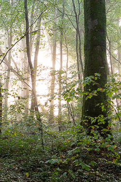 autumn,coole,mist,october,woods,lowland