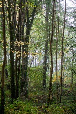 autumn,coole,mist,october,woods,lowland