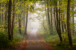 autumn,coole,mist,october,silhouette,woods,lowland