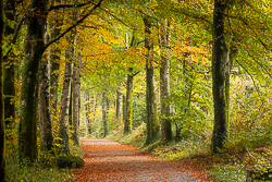 autumn,coole,october,trees,woods,lowland