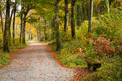 autumn,coole,october,trees,woods,lowland