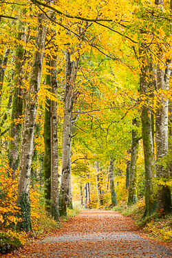 autumn,coole,november,trees,woods,portfolio,lowland,golden