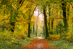 autumn,coole,november,trees,woods,lowland,golden